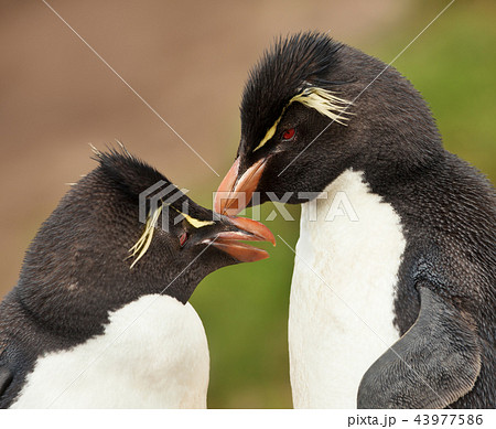 Rockhopper penguins preening each other 43977586
