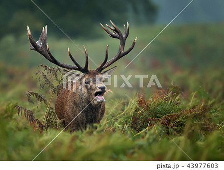 Red deer roaring during rut 43977603