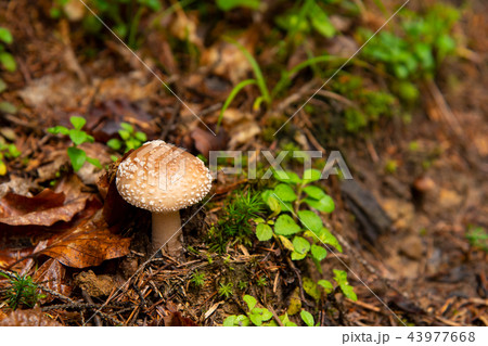 Amanita pantherina Poisonous mushroom in forest. Autumn 43977668