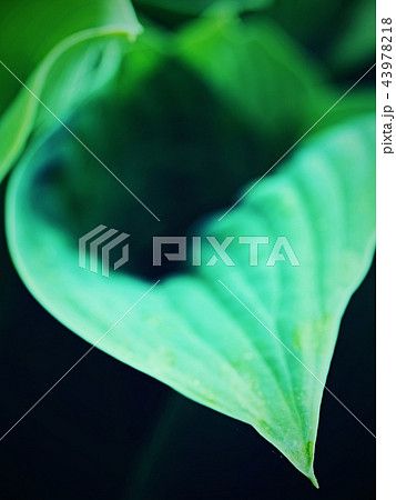 Big leaved plant. Ribbed and glaucous giant leaves 43978218