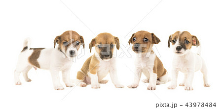 Litter of four jack russel terrier puppy dogs  43978484