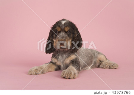 English cocker spaniel lying on ping background English cocker spaniel lying on ping background 43978766