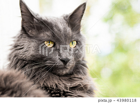 Close up portrait of beautiful gray cat Close up portrait of beautiful gray cat 43980118