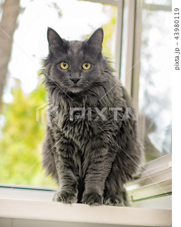 Close up portrait of beautiful gray cat Close up portrait of beautiful gray cat 43980119