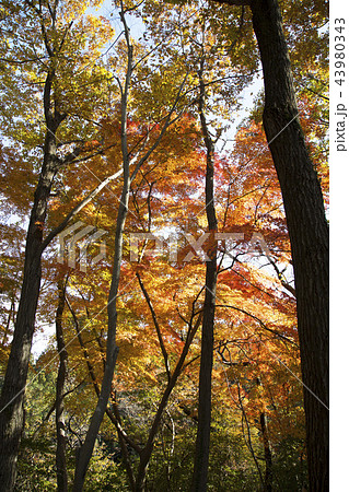 嵐山渓谷の紅葉 嵐山渓谷の紅葉 43980343