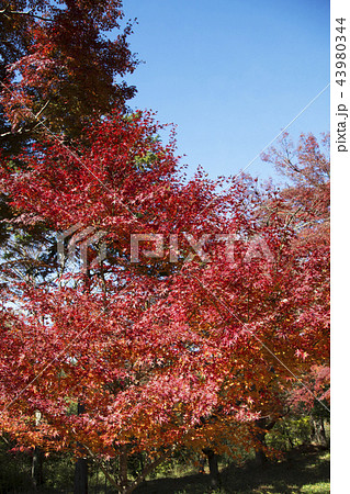 嵐山渓谷の紅葉 嵐山渓谷の紅葉 43980344