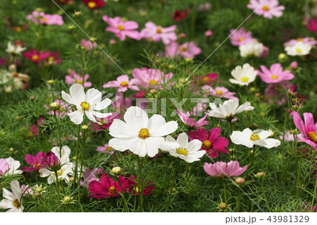 コスモス　Cosmos 43981329
