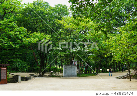 伝統 森の道 朝鮮王陵 43981474