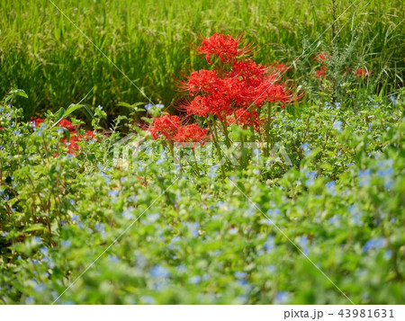 季節の花　露草に囲まれた彼岸花 43981631