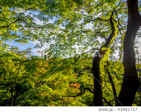 【静岡県】モミジの木に自生するツタ【伊豆修善寺・9月】 43981717
