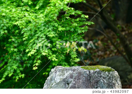 苔の上に自生するモミジ 苔の上に自生するモミジ 43982097