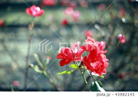 薔薇 薔薇 43982143