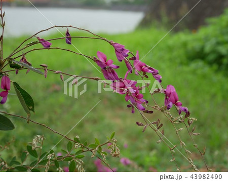 秋雨に濡れた萩の花　（熊本県川尻　加勢川添え） 43982490