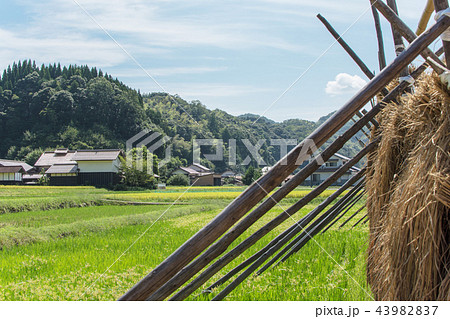 農村風景　初秋 43982837