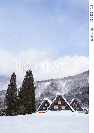 雪の白川郷合掌造り集落 三つ子の合掌造り 雪の白川郷合掌造り集落 三つ子の合掌造り 43983418