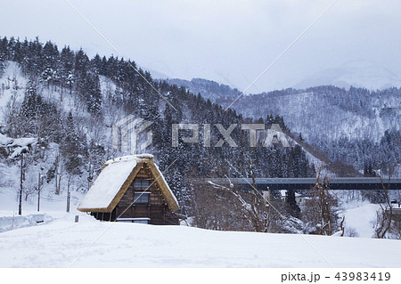 雪の白川郷合掌造り集落 43983419