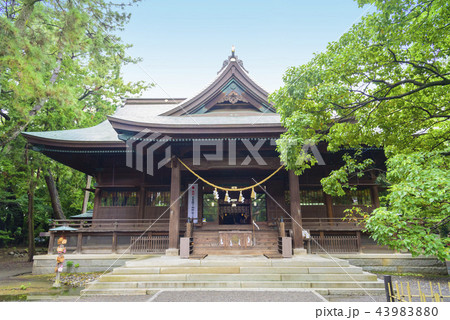 浜松八幡宮の拝殿(静岡県浜松市) 浜松八幡宮の拝殿(静岡県浜松市) 43983880