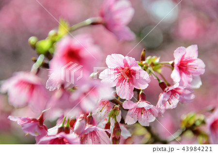 桜 さくら サクラ 43984221