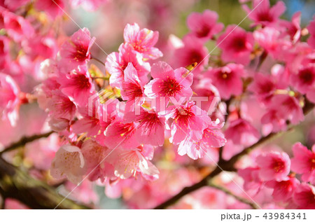 桜 さくら サクラ 43984341
