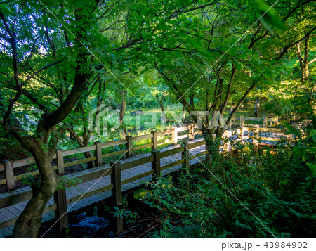 【静岡県】日本庭園の木橋とモミジ【伊豆修善寺虹の郷・9月】 43984902
