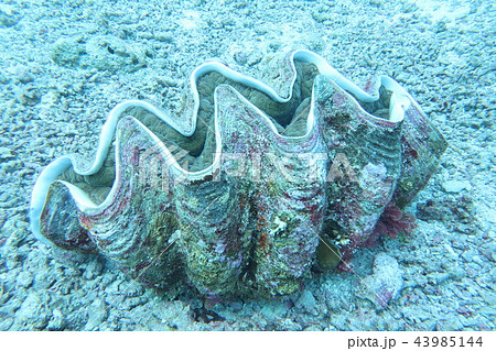 シャコ貝 シャコ貝 43985144