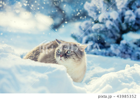 Cat walking in snowy forest in sunny day 43985352