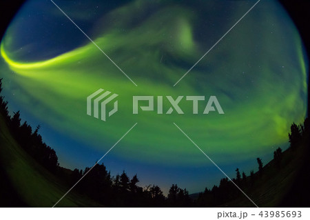 2018年秋のアラスカのオーロラ Aurora Alaska 2018 autumn 2018年秋のアラスカのオーロラ Aurora Alaska 2018 autumn 43985693