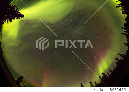 2018年秋のアラスカのオーロラ Aurora Alaska 2018 autumn 2018年秋のアラスカのオーロラ Aurora Alaska 2018 autumn 43985696