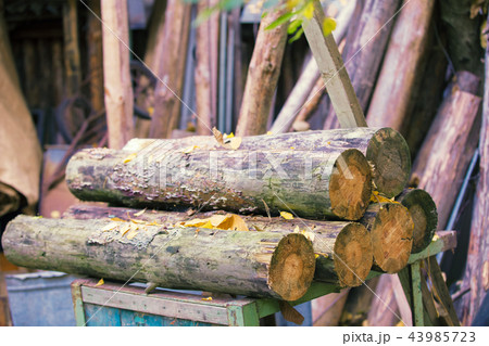 a pile of pine logs in the yard 43985723