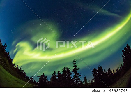 秋のアラスカのオーロラ Aurora Alaska autumn 秋のアラスカのオーロラ Aurora Alaska autumn 43985743