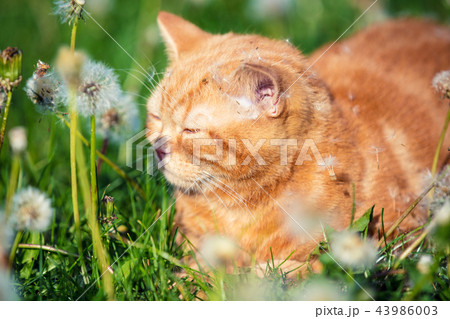 Little red kitten lying on the dandelion field Little red kitten lying on the dandelion field 43986003