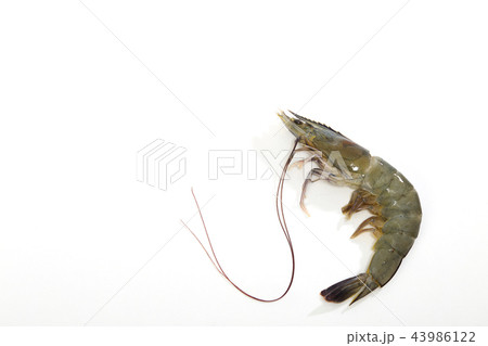One raw shrimp on white One raw shrimp on white 43986122