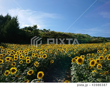天空の向日葵 43986387