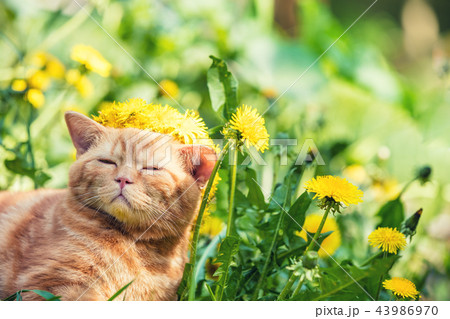 Little red kitten wearing dandelion wreath Little red kitten wearing dandelion wreath 43986970