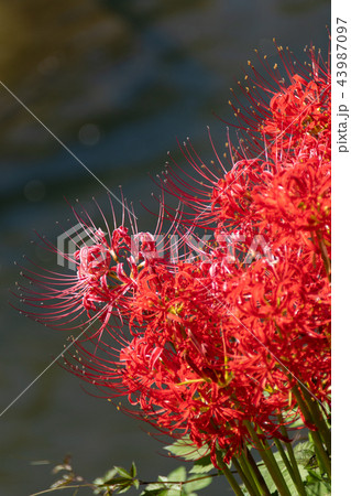 満開の彼岸花と小川のせせらぎ 43987097