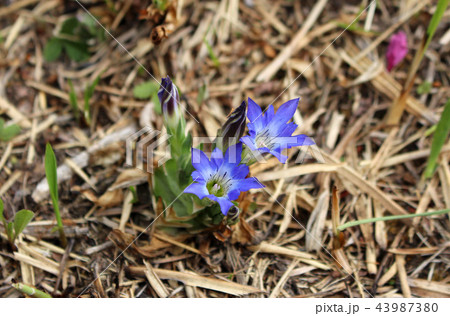 阿蘇のハルリンドウ 43987380