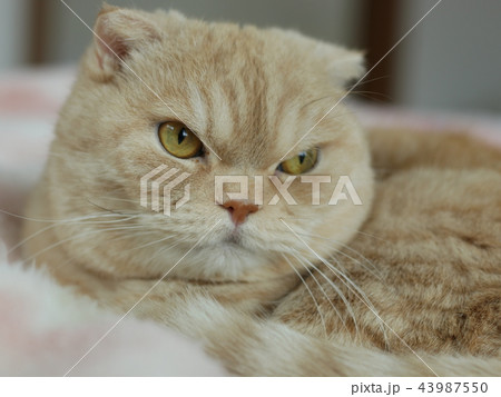 猫の顔 猫の顔 43987550