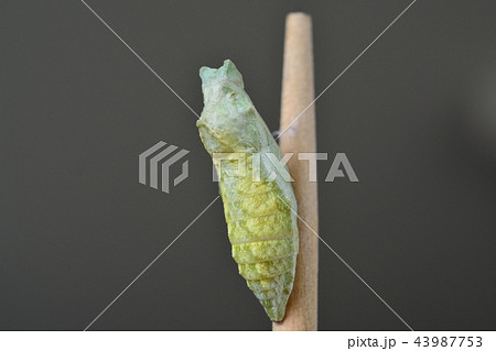 アゲハチョウのサナギの写真素材