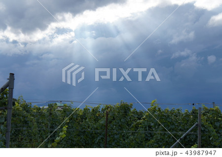 雲の光エンジェルの梯子 43987947