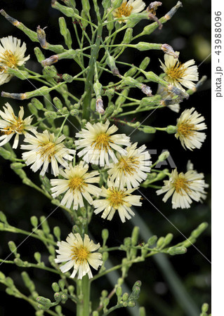 アキノノゲシ 43988096