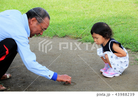 おじいさんと孫　外遊び 43988239