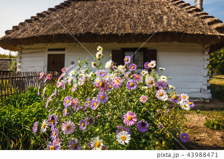 Old log house with thatched roof, Poland Old log house with thatched roof, Poland 43988471