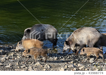 Wild Boar With Youngsters Animal In The Forest の写真素材