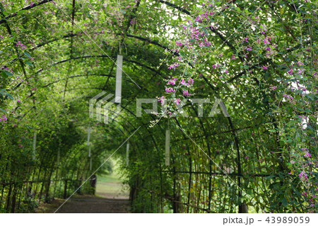 萩のトンネル 43989059