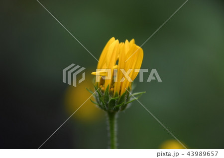 キクイモの花 43989657