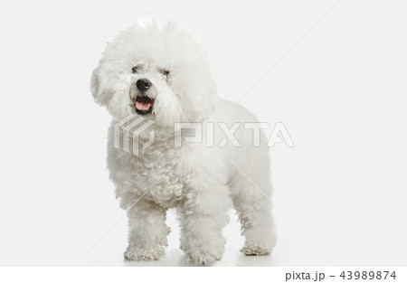 A dog of Bichon frize breed isolated on white color 43989874
