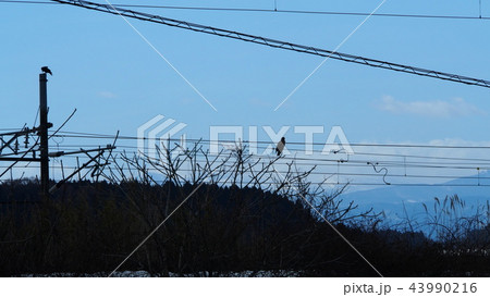 電線に止まる野鳥 電線に止まる野鳥 43990216