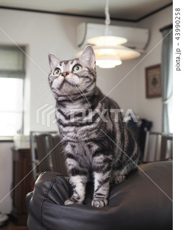 ソファーにのったアメリカンショートヘアーの仔猫 ソファーにのったアメリカンショートヘアーの仔猫 43990258