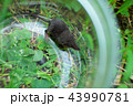 庭のジネズミ 43990781