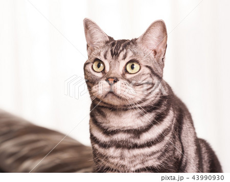 ソファーにのったアメリカンショートヘアーの仔猫 ソファーにのったアメリカンショートヘアーの仔猫 43990930